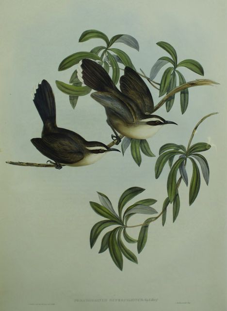 Appraisal: White-eyebrowed Pomatorhinus Pomatorhinus Superciliosus