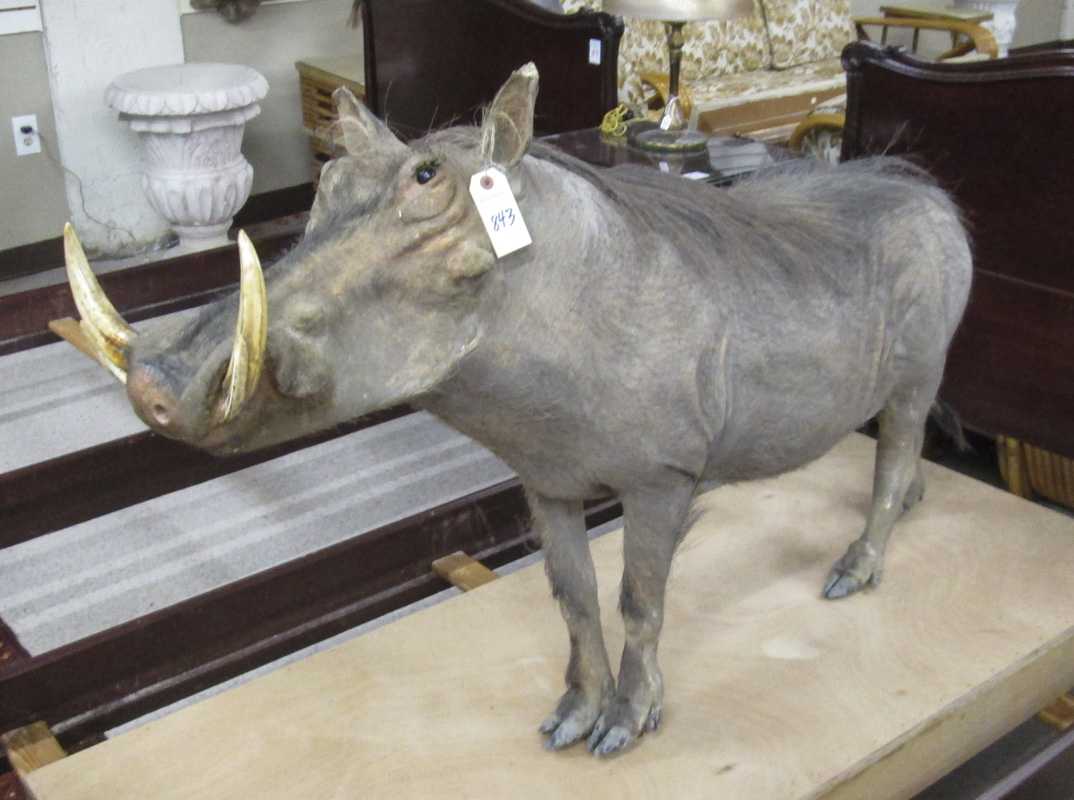 Appraisal: TAXIDERMY MOUNT African warthog full mount Zimbabwe