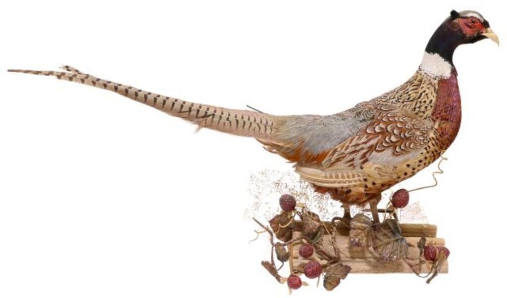 Appraisal: Ring-necked Pheasant taxidermy mount standing on log with faux foliage