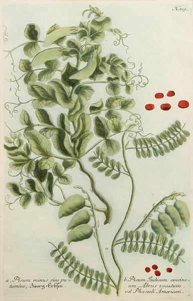 Appraisal: Johann Wilhelm Weinmann Polish German - Botanical Studies from Phytanthoza