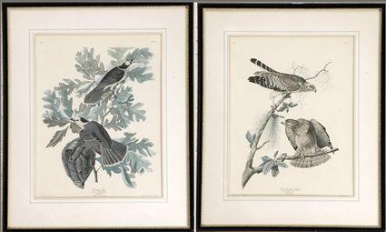 Appraisal: After John James Audubon Red-Shouldered Hawk and Canada Jay Color