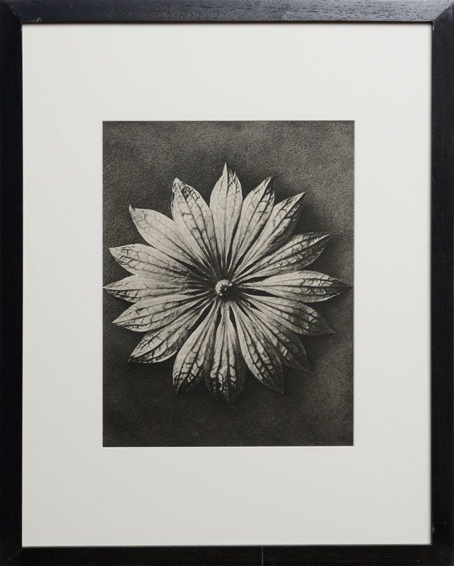 Appraisal: KARL BLOSSFELDT - BOTANICALS Six photomechanical reproductions on paper All