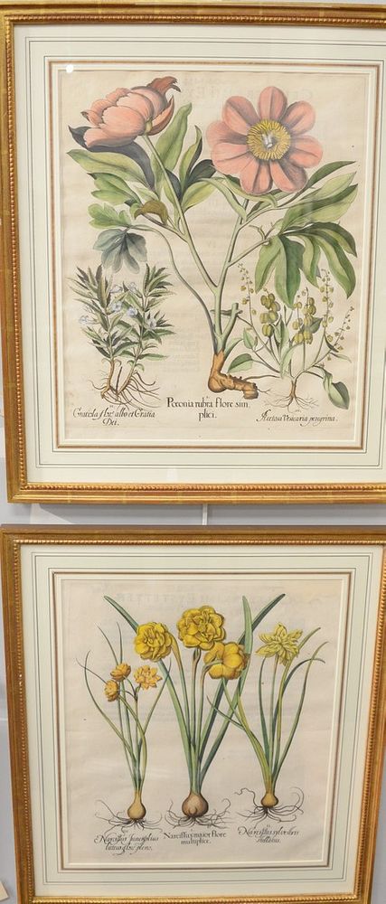 Appraisal: Set of Six Basilius Besler - Botanical Celeberrimo Eystettensis campanula