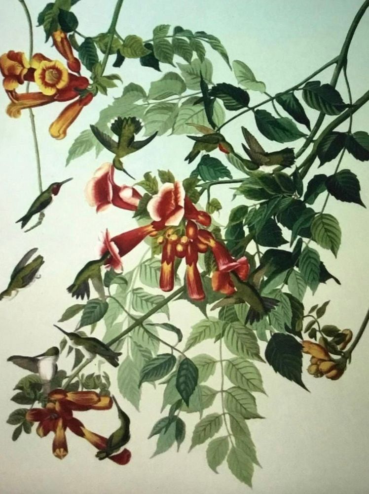 Appraisal: Audubon Ruby-Throated Hummingbird by M Bernard Loates A limited edition