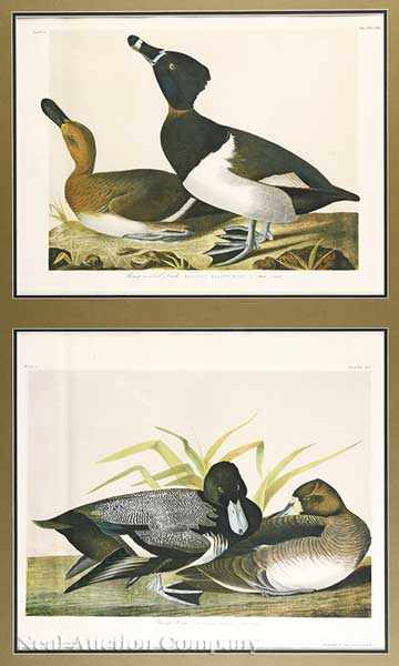 Appraisal: John James Audubon American - Ring-Necked Duck Plate and Scaup