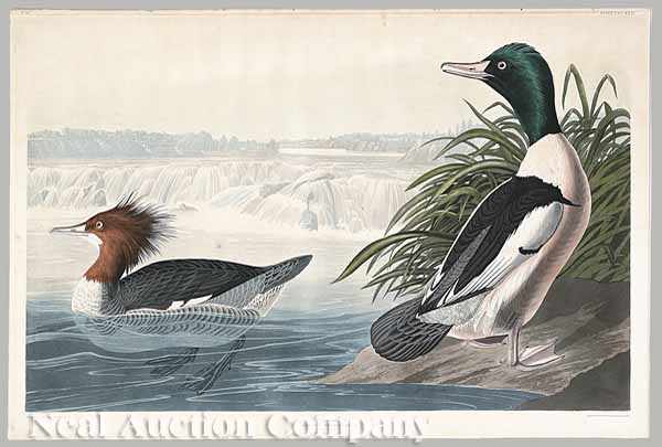 Appraisal: After John James Audubon American - Goosander Common Merganser Cohoes