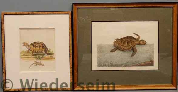 Appraisal: Early framed and matted print of a loggerhead turtle x