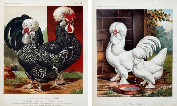 Appraisal: Artist Unknown Fowls from Cassell's Poultry Book Lithographs in colors