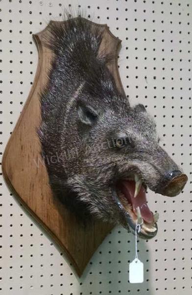 Appraisal: A wild boar trophy mount on oak plaque