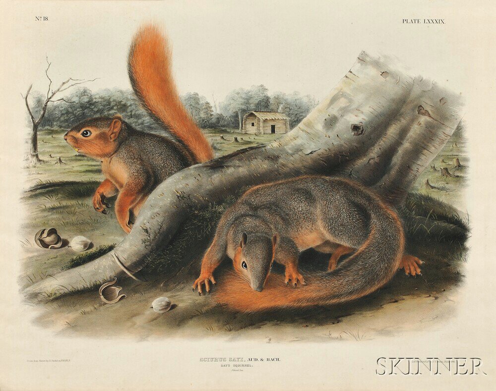 Appraisal: Audubon John James - Say's Squirrel Plate LXXXIX from The