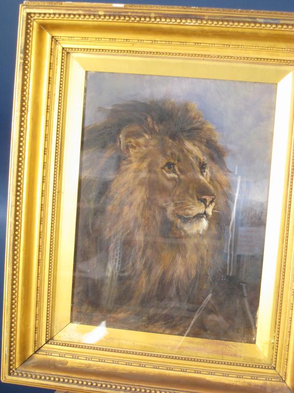 Appraisal: HEYWOOD HARDY - A Lion signed and dated 'Heywood Hardy