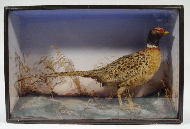 Appraisal: Stuffed taxidermy pheasant in a glazed ebonised case cm in