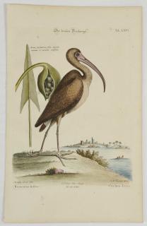 Appraisal: After Mark Catesby British - Brown Curlew T LXVI from