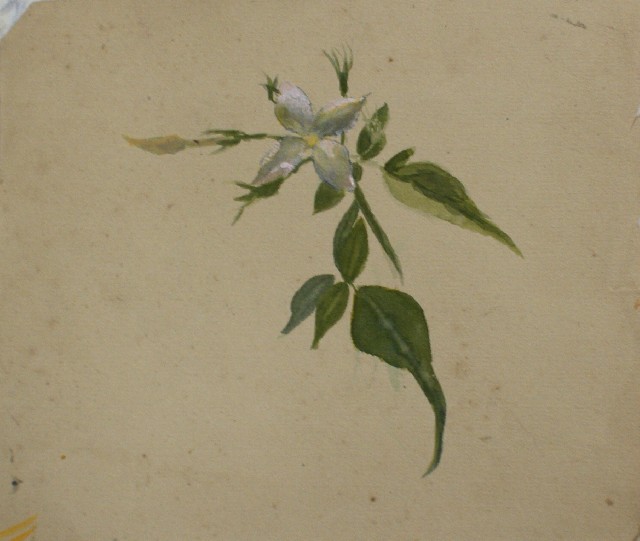 Appraisal: Emma Minnie Boyd - White Magnolias in a Glass Vase