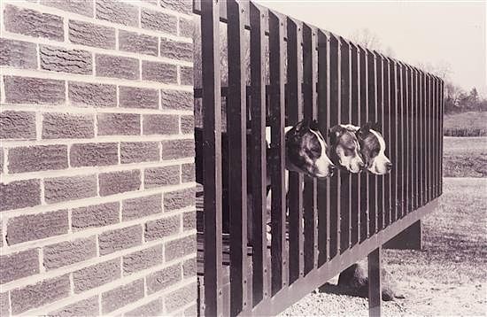 Appraisal: A Silver Gelatin Print of Pitbulls x inches A Silver