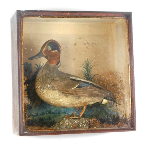 Appraisal: Taxidermy A teal in an ebonised Victorian display case with