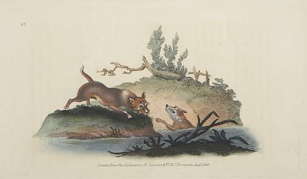 Appraisal: After Edward Donovan Prints from The Natural History of British