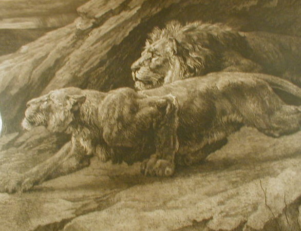 Appraisal: After Herbert Dicksee A sepia print of a lion and