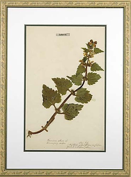 Appraisal: British school th century SEVEN WORKS DRIED BOTANICAL SPECIMENSmounted on