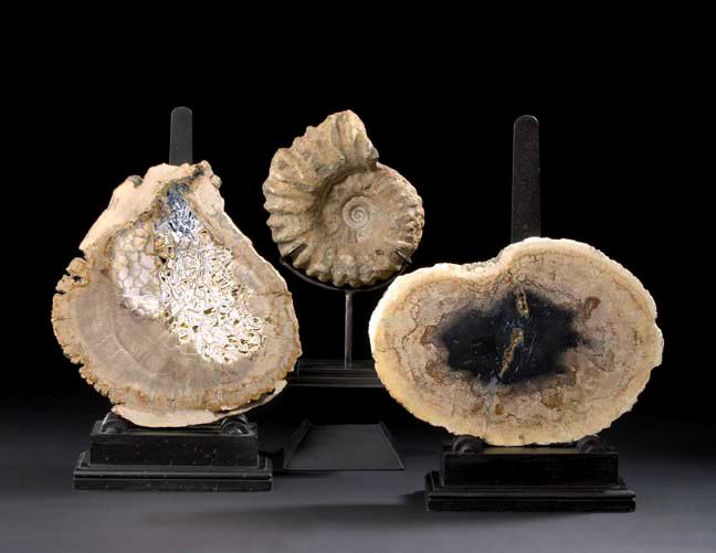 Appraisal: Striking Group of Two Fossilized Slabs each cut in cross