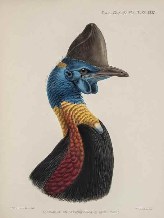 Appraisal: Rothschild Walter A Monograph of the Genus Casuarius With a