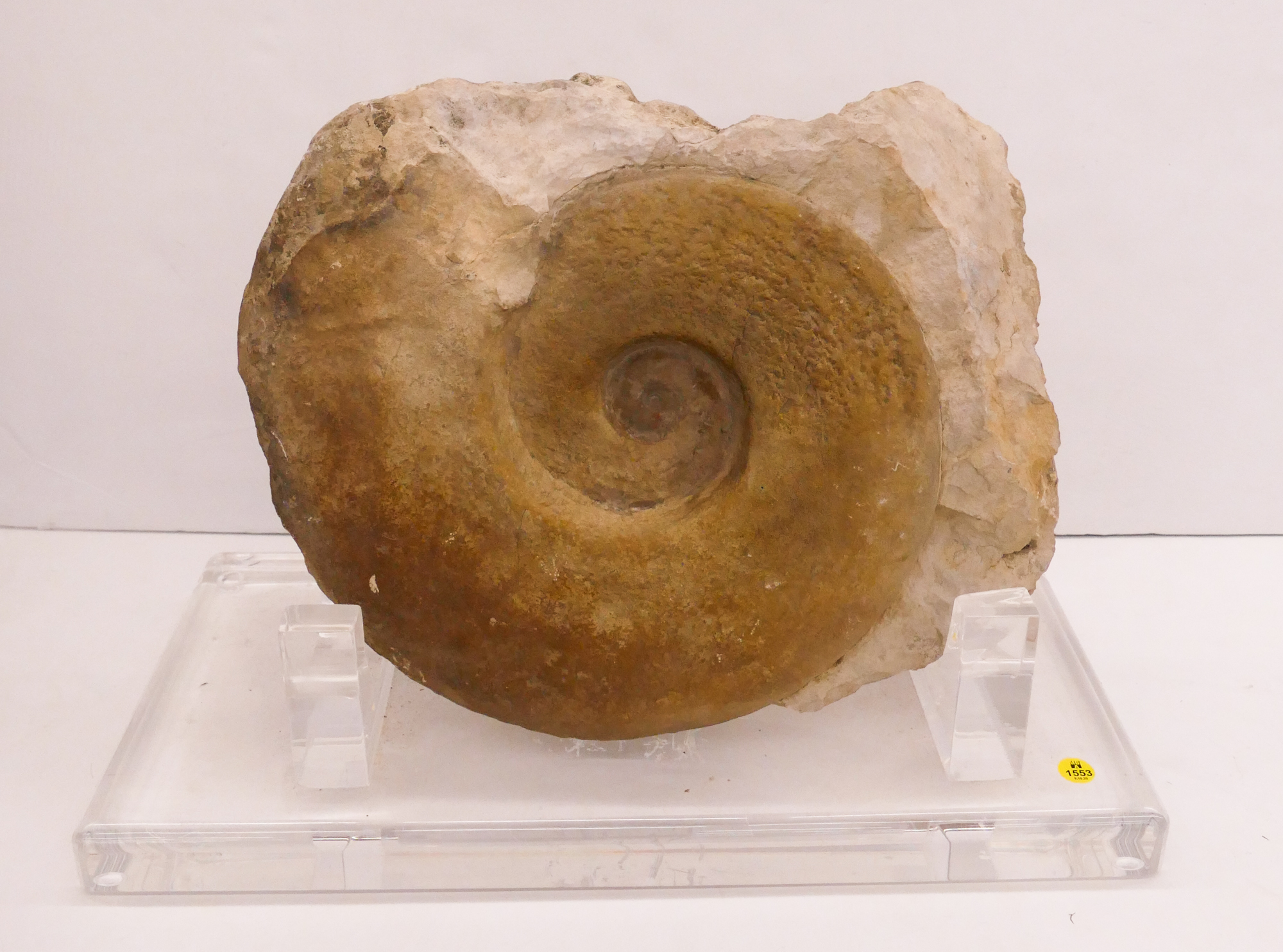 Appraisal: Impressive Ammonite Stone Fossil on Lucite Stand- x ''