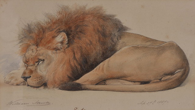 Appraisal: WILLIAM STRUTT - 'Duke' Study of a sleeping lion signed