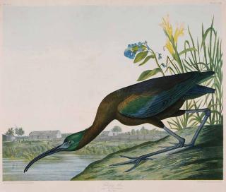 Appraisal: After John James Audubon New York - Glossy Ibis Plate