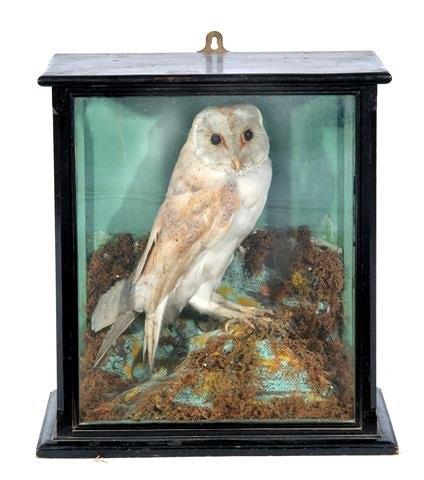 Appraisal: A BARN OWL mounted on a mossy rock work base