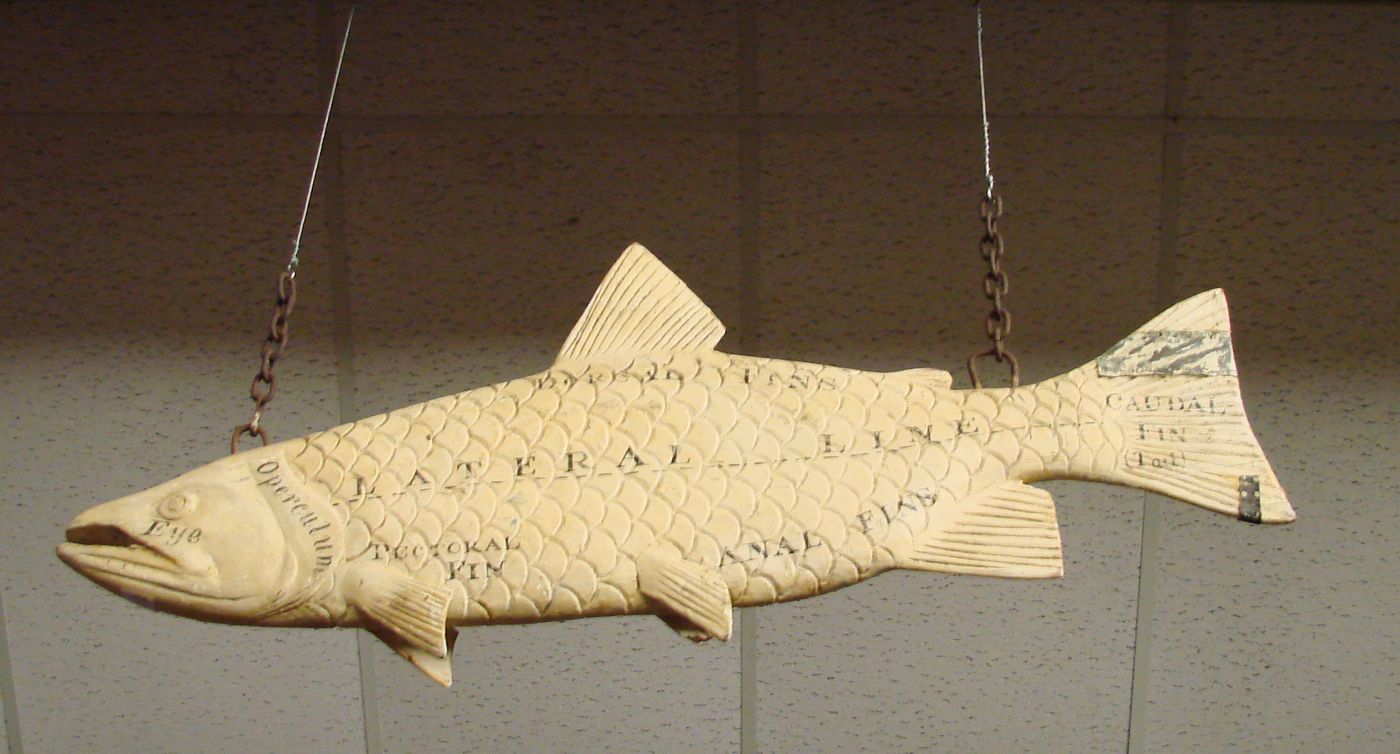 Appraisal: DECORATIVE CARVED WOODEN FISH Late th CenturyWith detailed scales fins