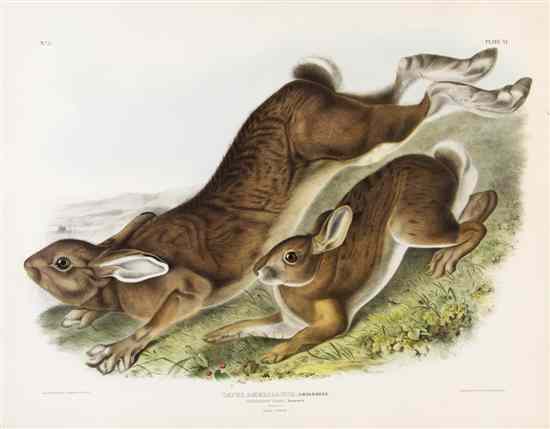 Appraisal: AUDUBON JOHN JAMES after BOWEN J T Lepus Americanus Northern