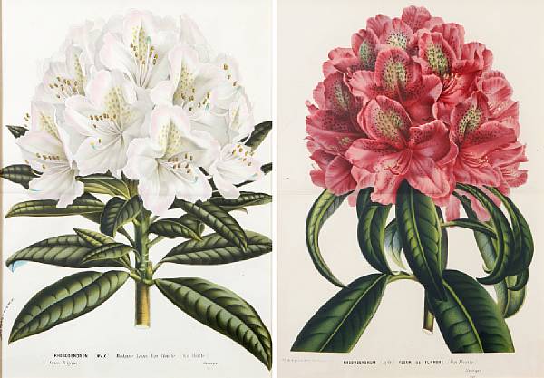 Appraisal: Horto Van Houtteano Belgian Rhododendrons Offset lithographs in colors on