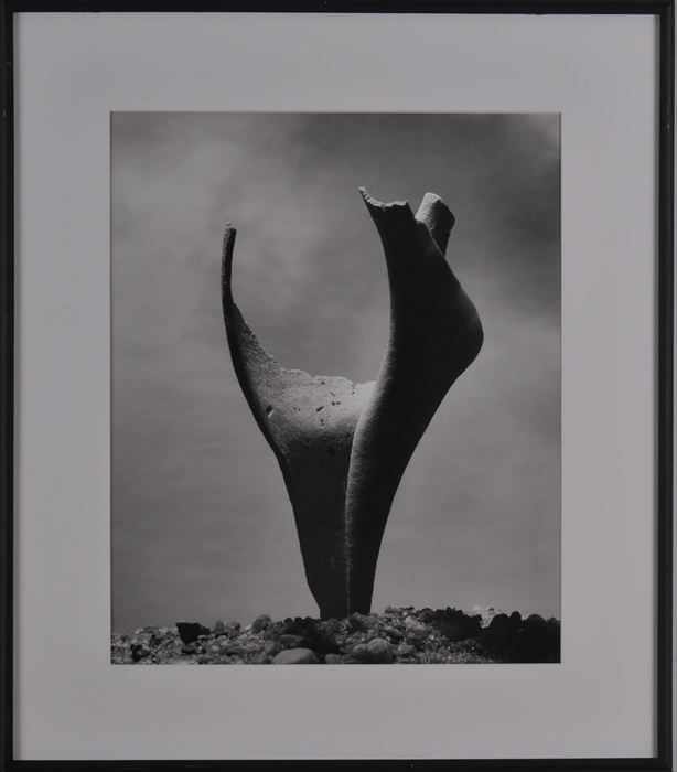 Appraisal: ANDREAS FEININGER - SHELL Gelatin silver print x in sheet