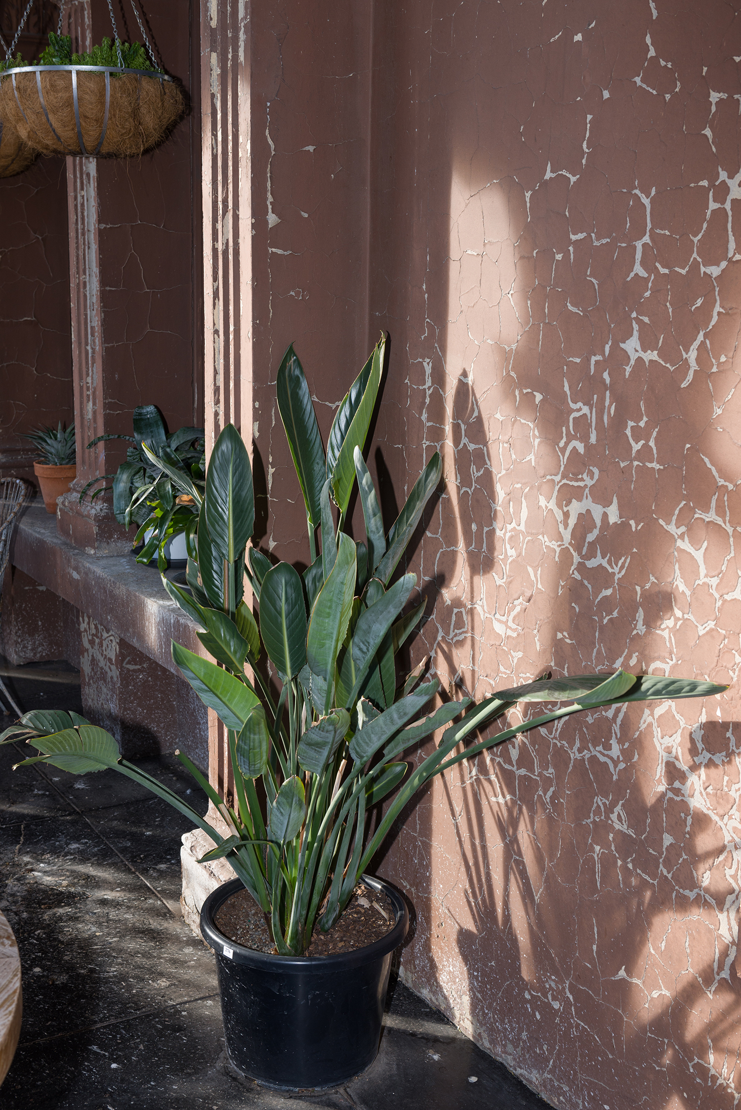 Appraisal: THREE POTTED FERNS one featured tallest measuring h x diameter