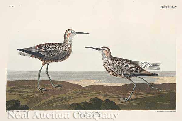 Appraisal: John James Audubon American - Long-legged Sandpiper Plate hand-colored engraving