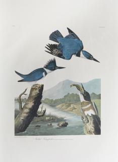 Appraisal: John James Audubon - Belted Kingfisher No Plate th c