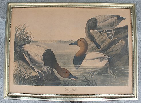 Appraisal: LITHOGRAPH OF CANVAS BACK DUCKS AFTER AUDUBON Engraved by Havell