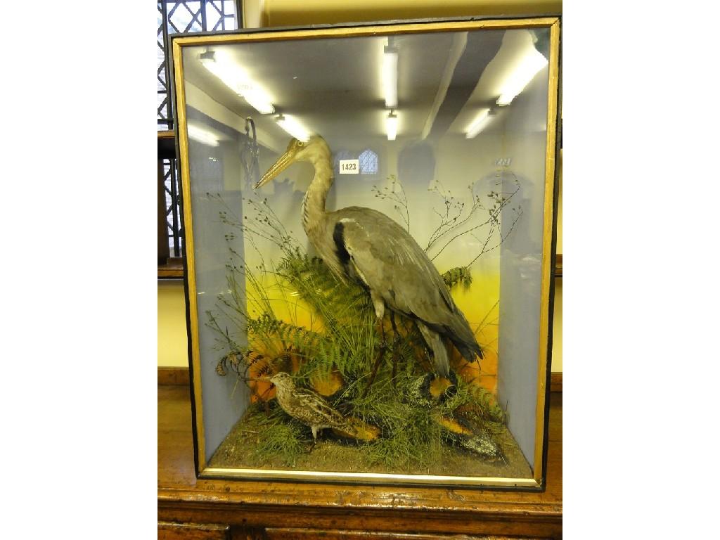 Appraisal: A cased stuffed and mounted Heron and Snipe in naturalistic