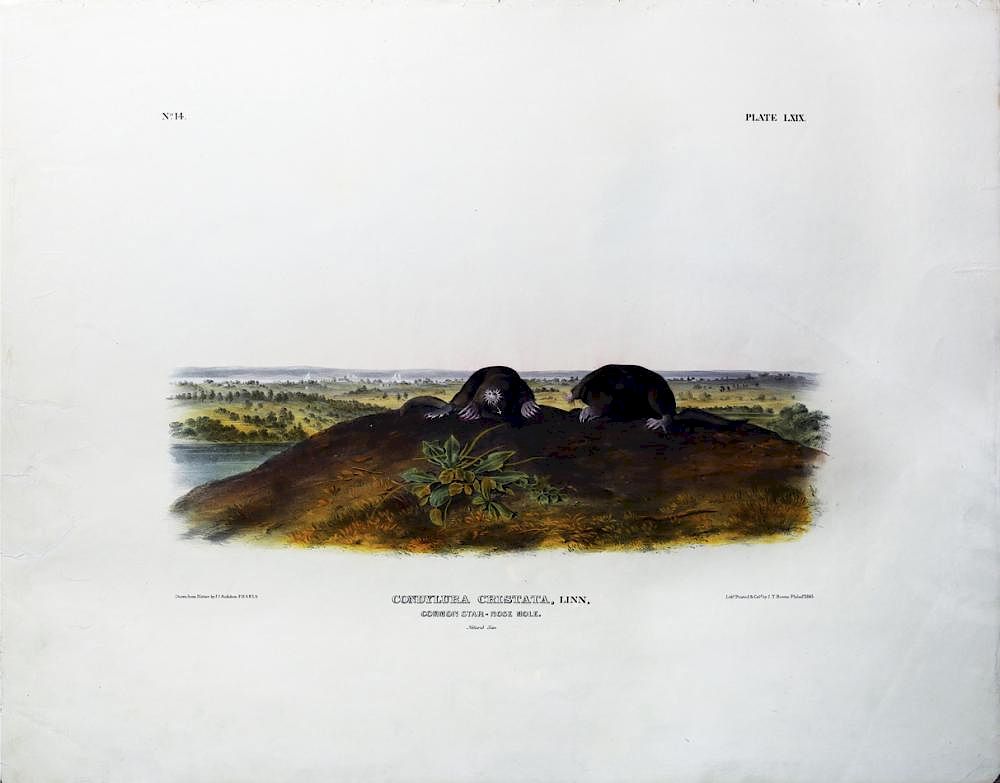 Appraisal: Audubon Quadrupeds Imperial Folio Common Star-Nose Mole Common Star-Nose Mole