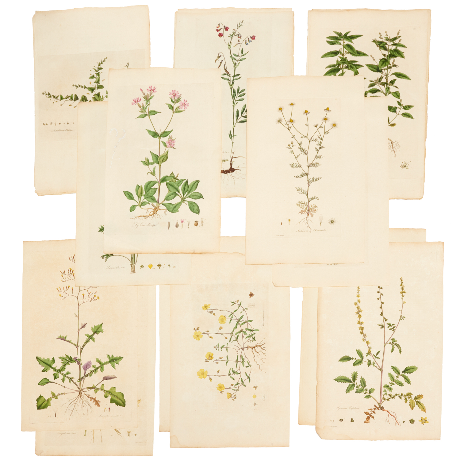 Appraisal: HAND-COLORED TH C BOTANICAL ENGRAVINGS Likely from William Curtis' Flora