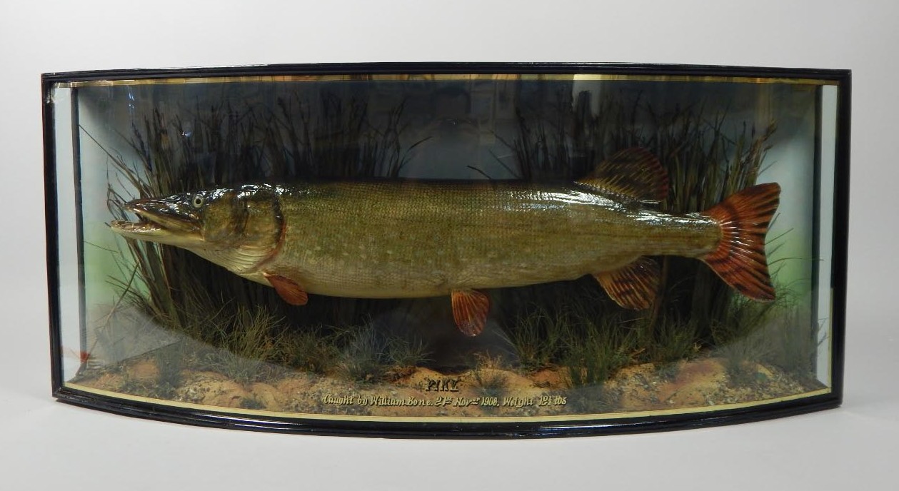 Appraisal: A taxidermied pike by W F Homer of London in