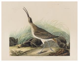 Appraisal: AUDUBON John James - Great Esquimaux Curlew Plate CCXXXVII Numenius