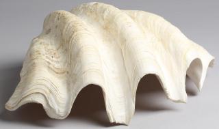 Appraisal: Giant Clam Seashell H X W X D