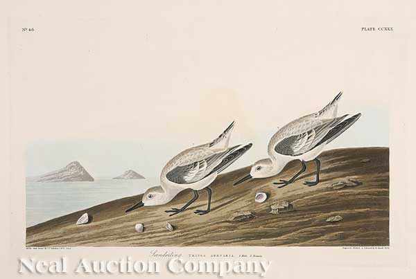 Appraisal: John James Audubon American - Sanderling Plate hand-colored engraving with