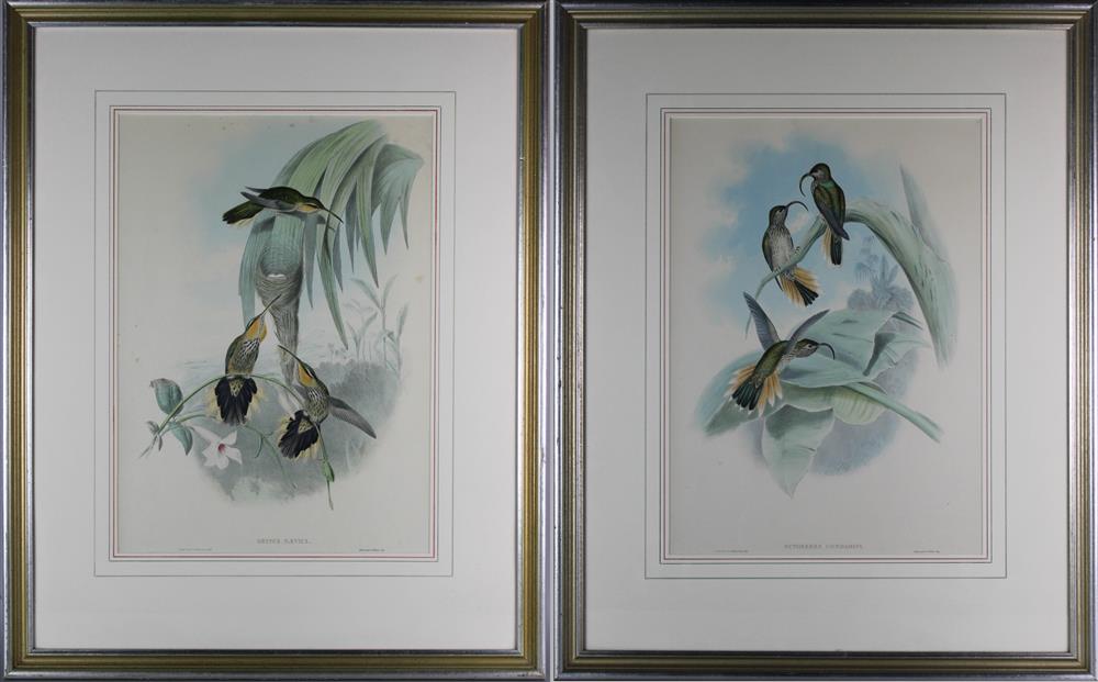 Appraisal: JOHN GOULD - EUTOXERES CONDAMINI and GRYPUS NAEVIUS Lithographs with