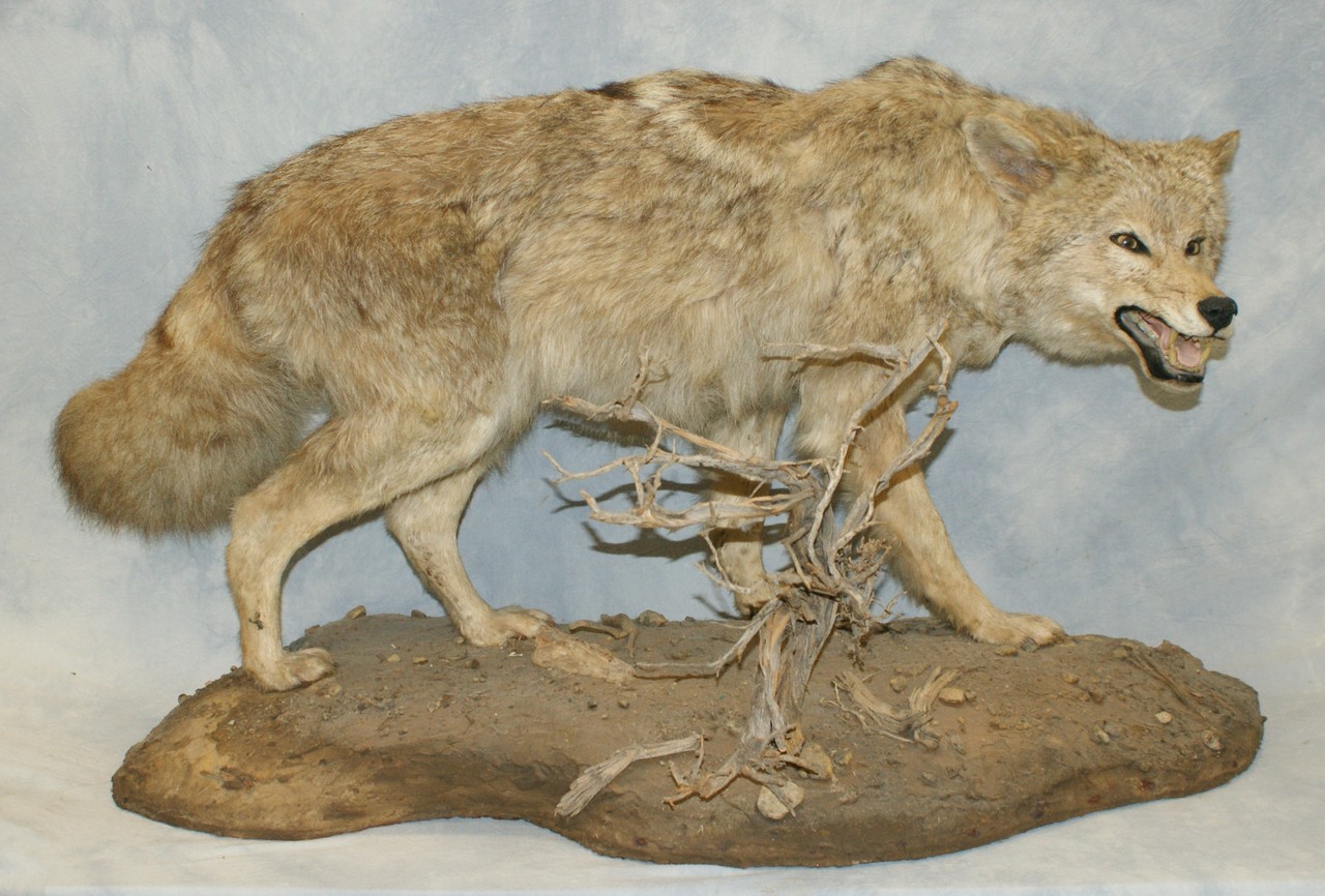 Appraisal: Full body coyote wolf mount