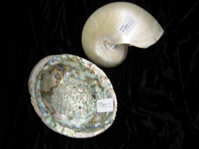 Appraisal: Nautilus Abalone Shells