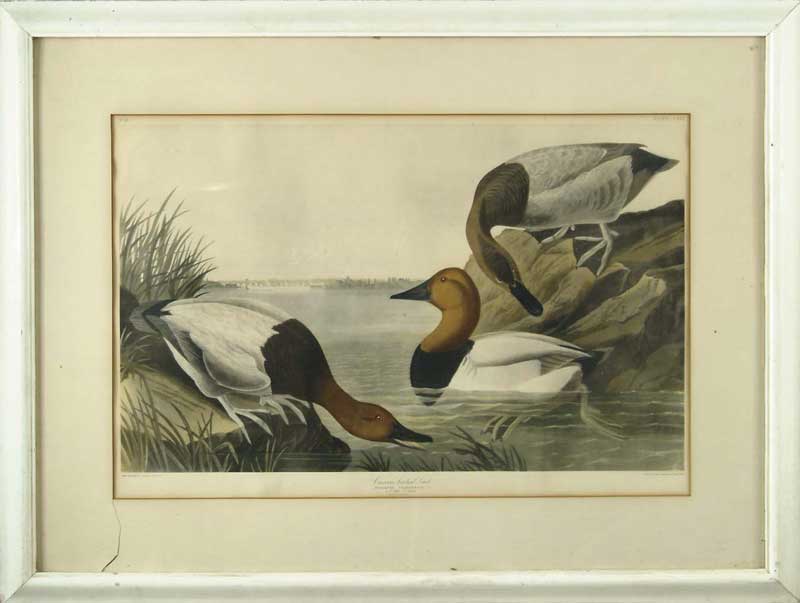 Appraisal: GENUINE ANTIQUE J J AUDUBON LARGE FOLIO CANVASBACK DUCK This