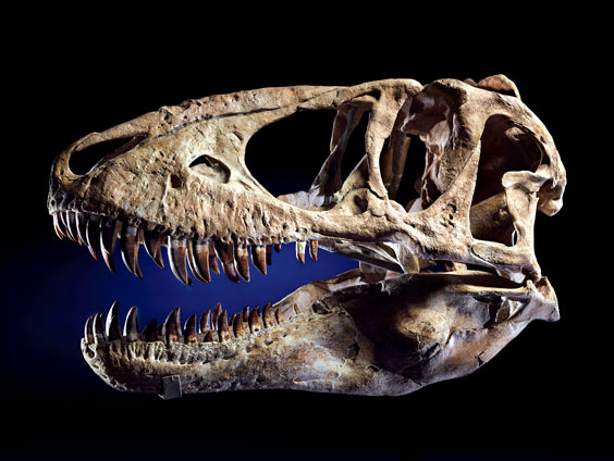 Appraisal: AN EXTREMELY RARE TYRANNOSAURID SKULL Tyrannosaurus bataar Late Cretaceous million