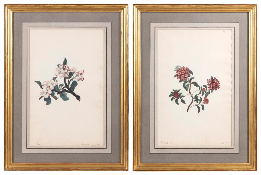 Appraisal: PAIR OF BOTANICAL WATERCOLORS ENGLAND TH CENTURY X SIGHT FRAMED